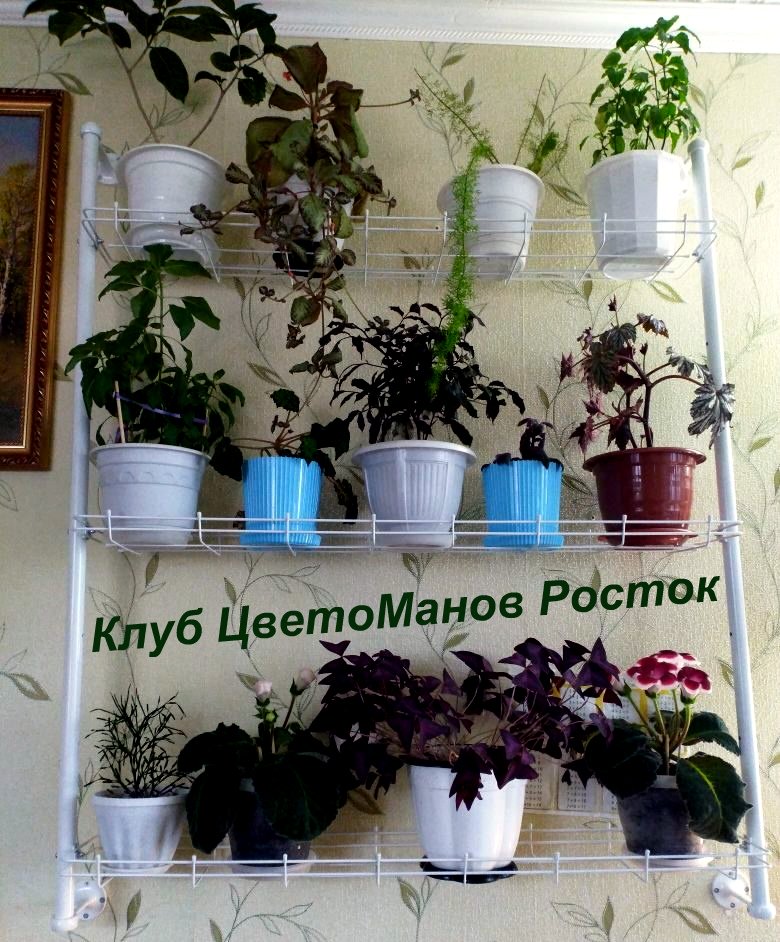 настенный разборный стеллаж для растений. Фото N3